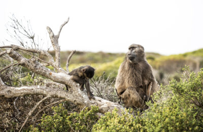 041_CapePoint_TCunniffe_Aug2019