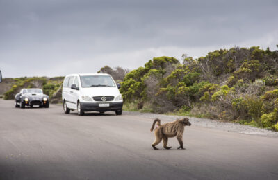 108_CapePoint_TCunniffe_Aug2019