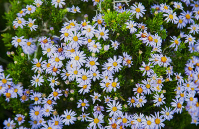 CapePoint_TCunniffe_016