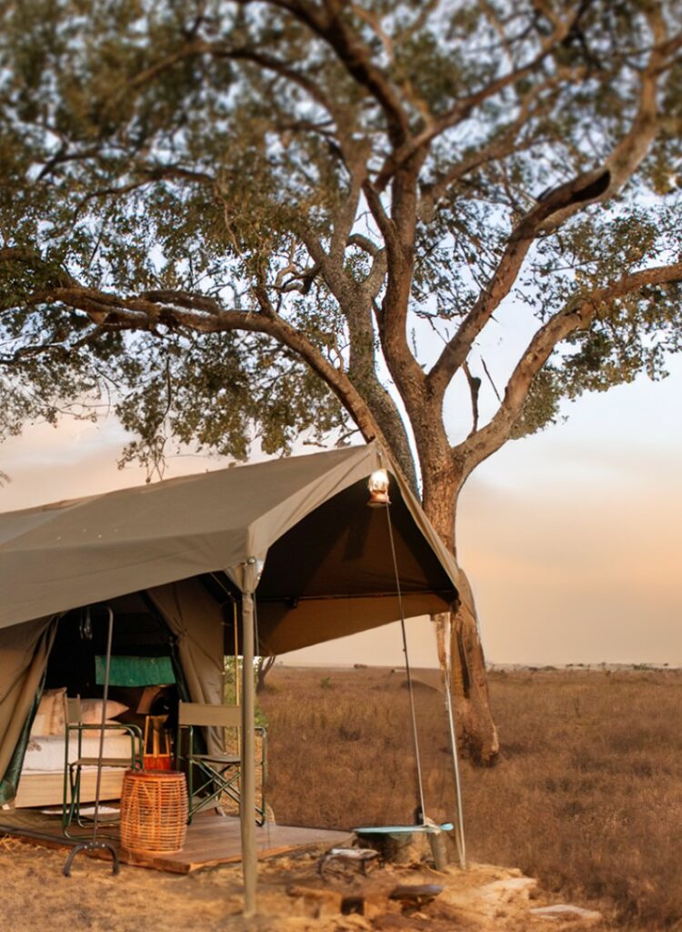 Kruger Untamed Satara