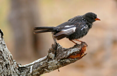 Red-billed_Buffalo_Weaver_(Bubalornis_niger)_(33142532726)