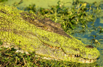 SM_DSC_6262