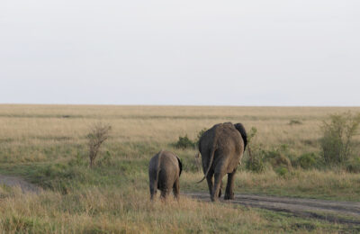 elephants