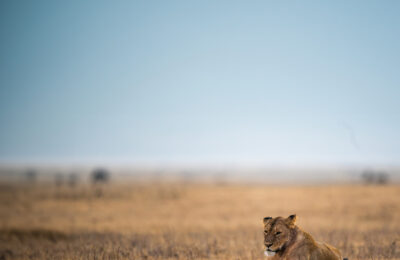 lion-lying-ground-sunlight-with-blurry-background